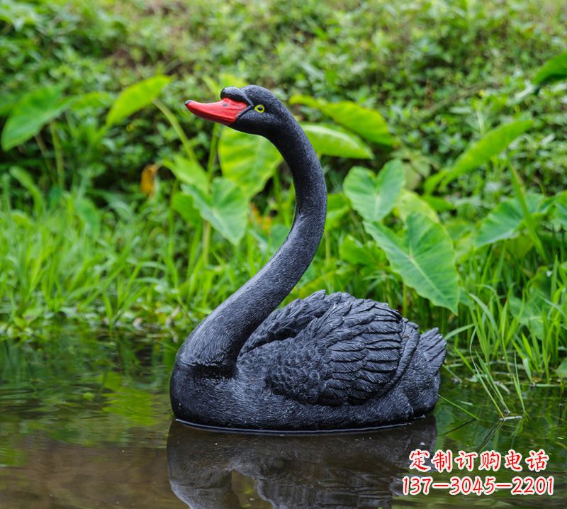 江西黑天鹅婉约鱼尾,完美呈现园林水塘水景