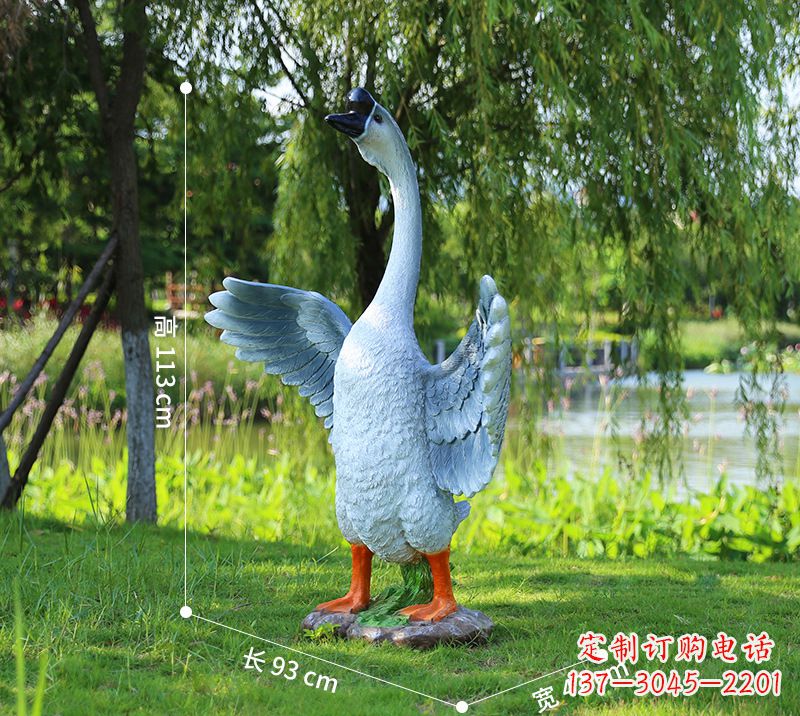 江西站立的灰色展翅天鹅