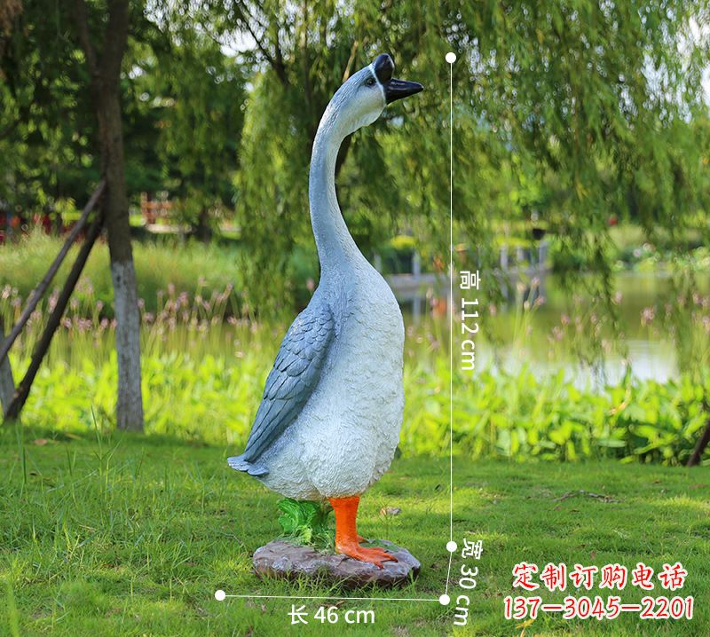 江西站立立脖灰色天鹅